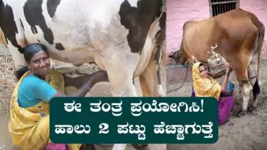 ಈ ಹಸು ಸಾಕಾಣಿಕೆ ತಂತ್ರ ಪ್ರಯೋಗಿಸಿ! ಹಾಲು 2 ಪಟ್ಟು ಹೆಚ್ಚಾಗುತ್ತೆ, ಬಕೆಟ್ ತುಂಬಿ ಹರಿಯುತ್ತೆ