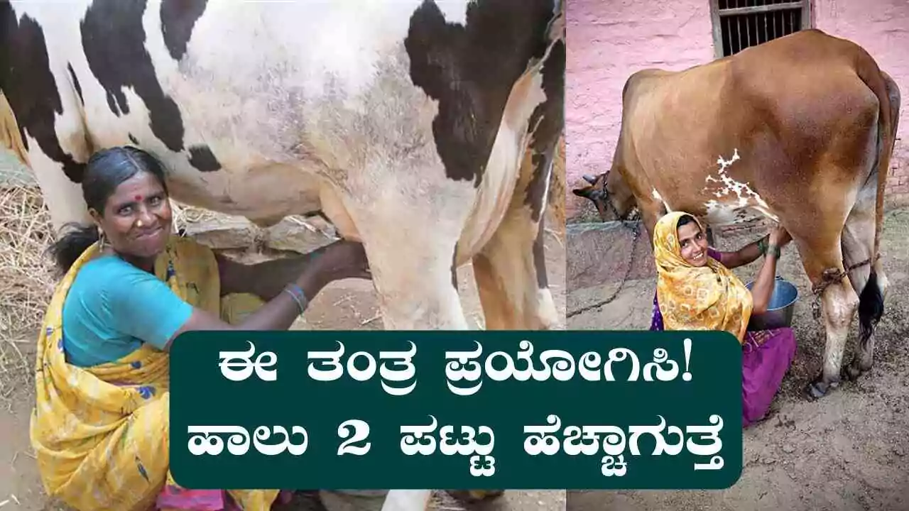 ಈ ಹಸು ಸಾಕಾಣಿಕೆ ತಂತ್ರ ಪ್ರಯೋಗಿಸಿ! ಹಾಲು 2 ಪಟ್ಟು ಹೆಚ್ಚಾಗುತ್ತೆ, ಬಕೆಟ್ ತುಂಬಿ ಹರಿಯುತ್ತೆ