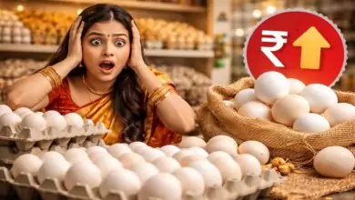 ಗಗನಕ್ಕೇರಿದ ಮೊಟ್ಟೆ ಬೆಲೆ; ಏಕಿಷ್ಟು ದುಬಾರಿ ಆಯ್ತು ಗೊತ್ತಾ? ಇಲ್ಲಿದೆ ಕಾರಣ