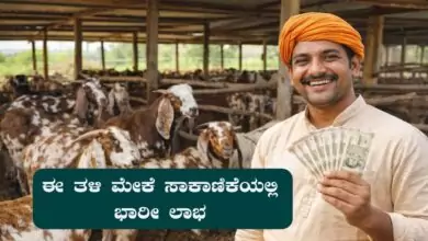 ಈ ತಳಿ ಮೇಕೆ ಸಾಕಾಣಿಕೆಯಲ್ಲಿ ಭಾರೀ ಲಾಭ! ದೇಶಾದ್ಯಂತ ಬೇಡಿಕೆ ಇರುವ ಮೇಕೆ ಜಾತಿ ಇದು
