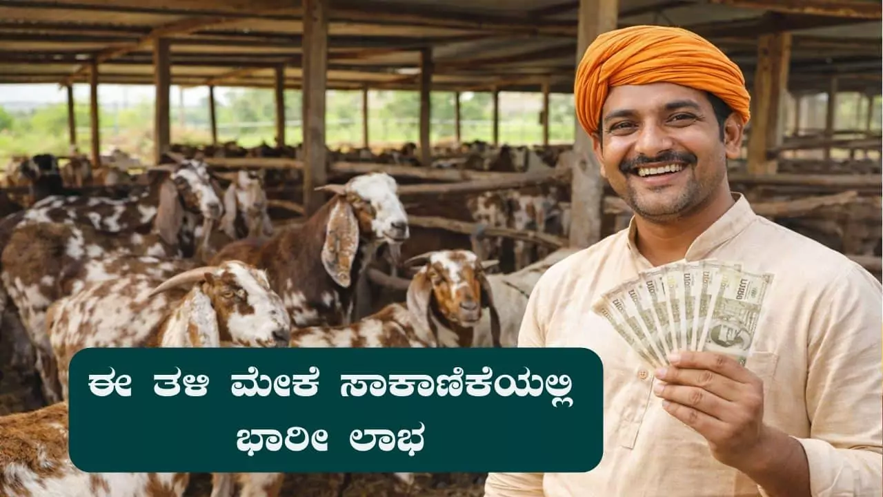 ಈ ತಳಿ ಮೇಕೆ ಸಾಕಾಣಿಕೆಯಲ್ಲಿ ಭಾರೀ ಲಾಭ! ದೇಶಾದ್ಯಂತ ಬೇಡಿಕೆ ಇರುವ ಮೇಕೆ ಜಾತಿ ಇದು
