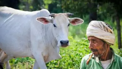 ದಿನಕ್ಕೆ ಬರೋಬ್ಬರಿ 18 ಲೀಟರ್ ಹಾಲು ನೀಡುವ ಹಸು ಇದು! ರೈತರ ಆದಾಯಕ್ಕೆ ಹೊಸ ಮಾರ್ಗ