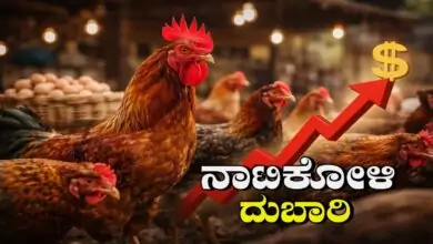 ಸಂಕ್ರಾಂತಿ ಡಿಮ್ಯಾಂಡ್! ನಾಟಿಕೋಳಿ ಬೆಲೆ ದುಬಾರಿ ಮಟ್ಟಕ್ಕೆ ಏರಿಕೆ; 2 ಸಾವಿರ ಮೀರಿದ ದರ