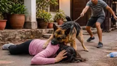 ಬೆಂಗಳೂರು ಎಚ್ಎಸ್ಆರ್ ಲೇಔಟ್ನಲ್ಲಿ ಶ್ವಾನ ದಾಳಿ; ಮಹಿಳೆಯ ಮುಖಕ್ಕೆ 50 ಹೊಲಿಗೆ