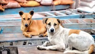 ಬೆಂಗಳೂರು ಬೀದಿ ನಾಯಿಗಳ ಉಪಟಳಕ್ಕೆ ಕಡಿವಾಣ! ಸೆರೆಗೆ ಜಿಬಿಎ ಸಜ್ಜು