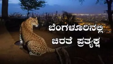 ಬೆಂಗಳೂರು ಸಿಲಿಕಾನ್ ಸಿಟಿಗೆ ಚಿರತೆ ಎಂಟ್ರಿ, ಮಧ್ಯರಾತ್ರಿ ಚಿರತೆ ಓಡಾಟ ಸಿಸಿಟಿವಿಯಲ್ಲಿ ಸೆರೆ