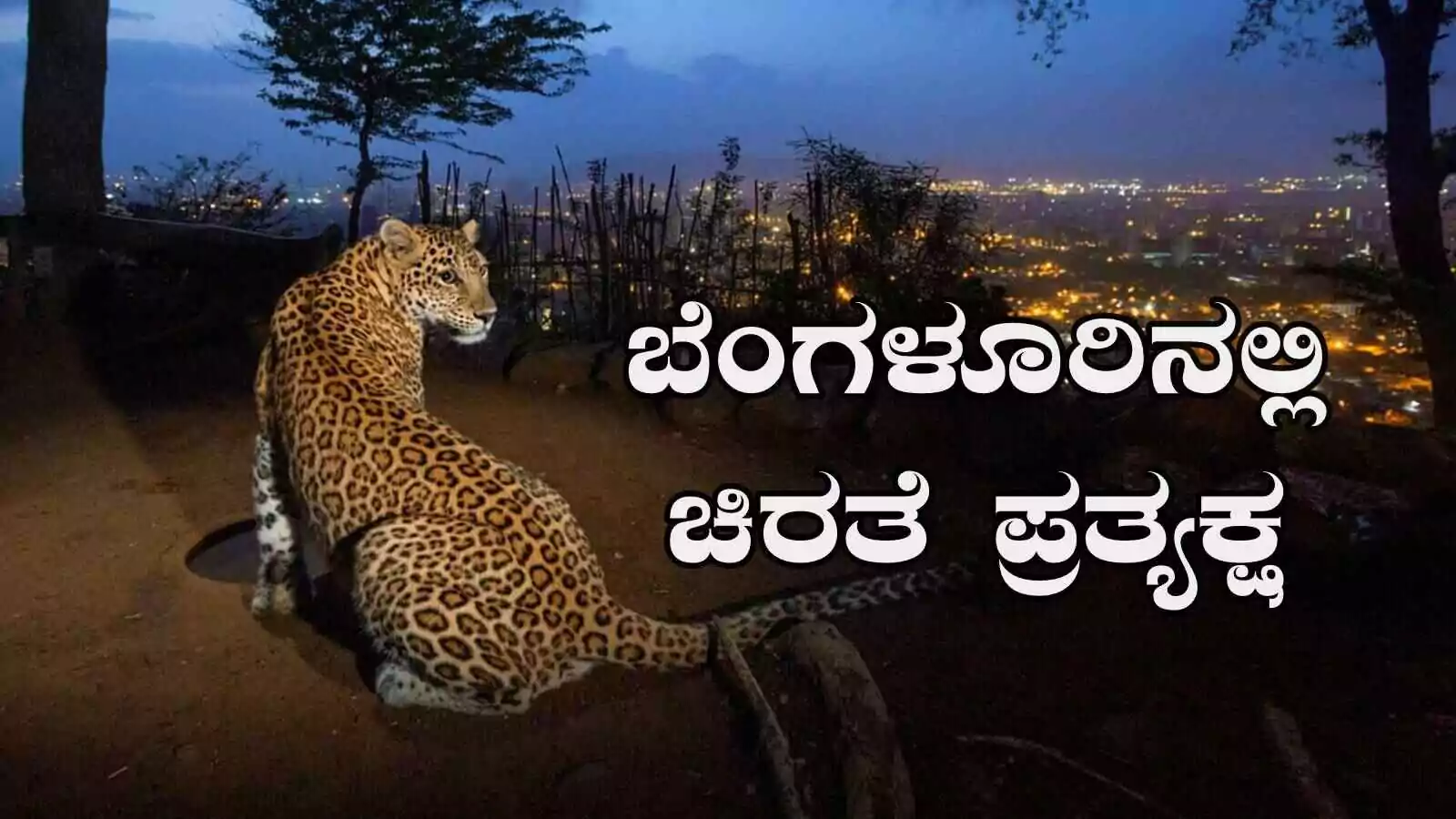 ಬೆಂಗಳೂರು ಸಿಲಿಕಾನ್ ಸಿಟಿಗೆ ಚಿರತೆ ಎಂಟ್ರಿ, ಮಧ್ಯರಾತ್ರಿ ಚಿರತೆ ಓಡಾಟ ಸಿಸಿಟಿವಿಯಲ್ಲಿ ಸೆರೆ