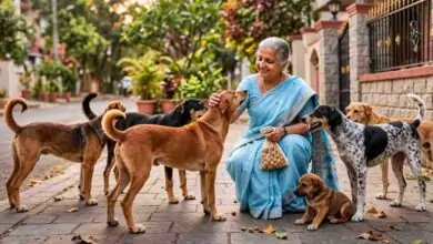 ಬೆಂಗಳೂರು: ಬೀದಿ ನಾಯಿಗಳಿಗೆ ಕಲ್ಲು ಹೊಡೆಯಬೇಡಿ, ಕರುಣೆ ನೀಡಿ: ಸುಧಾ ಮೂರ್ತಿ ಮನವಿ