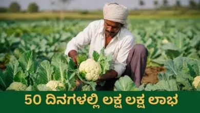 ರೈತರೇ.. ಕೇವಲ 50 ದಿನಗಳಲ್ಲಿ ಲಕ್ಷ ಲಕ್ಷ ಲಾಭ ಗಳಿಸಬೇಕೆ? ಹಾಗಾದರೆ ಈ ಬೆಳೆ ಸೂಕ್ತ, ಕೈತುಂಬಾ ಲಾಭ