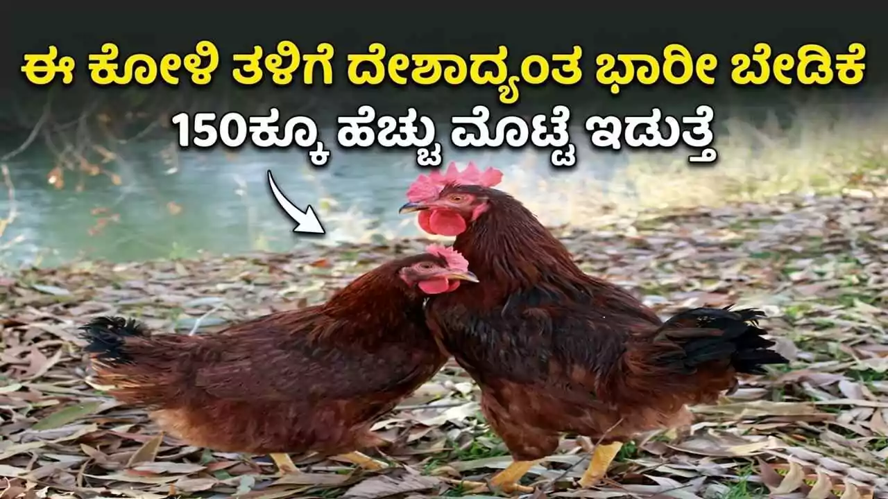 ಈ ಕೋಳಿ ತಳಿಗೆ ದೇಶಾದ್ಯಂತ ಭಾರೀ ಬೇಡಿಕೆ! 150ಕ್ಕೂ ಹೆಚ್ಚು ಮೊಟ್ಟೆ ಇಡುವ ಸಾಮರ್ಥ್ಯ