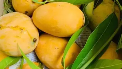 ಮಾವಿನಹಣ್ಣು ತಿನ್ನೋ ಮುನ್ನ ಇದನ್ನ ತಿಳ್ಕೊಳ್ಳಿ! ಇಲ್ಲದಿದ್ದರೆ ಸಮಸ್ಯೆ ಗ್ಯಾರಂಟಿ