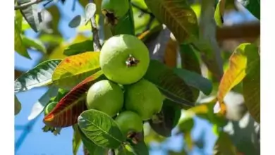 ಸೀಬೆ ಬೆಳೆ: ಕಡಿಮೆ ಬಂಡವಾಳದಲ್ಲಿ ಉತ್ತಮ ಆದಾಯ ತರುವ ಕೃಷಿ! ಇಲ್ಲಿದೆ ಡೀಟೇಲ್ಸ್