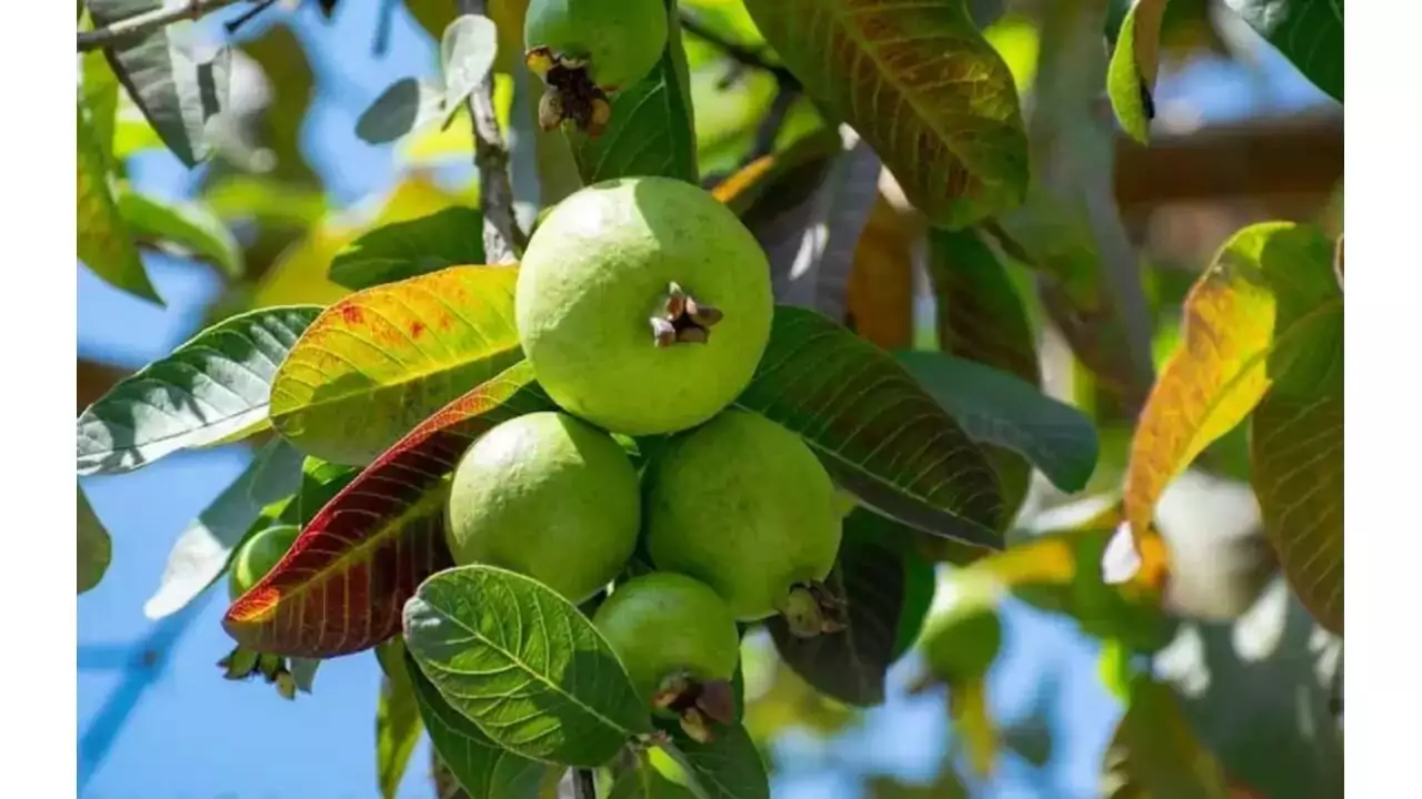 ಸೀಬೆ ಬೆಳೆ: ಕಡಿಮೆ ಬಂಡವಾಳದಲ್ಲಿ ಉತ್ತಮ ಆದಾಯ ತರುವ ಕೃಷಿ! ಇಲ್ಲಿದೆ ಡೀಟೇಲ್ಸ್