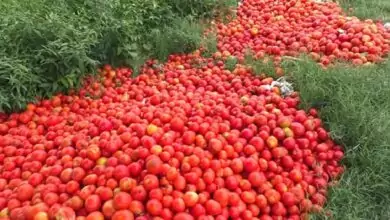 ಟೊಮ್ಯಾಟೋ ಬೆಲೆ ಕುಸಿತ.. ರಸ್ತೆ ಬದಿಯಲ್ಲಿ ಸುರಿದು ರೈತರ ಆಕ್ರೋಶ