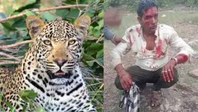 ಗ್ರಾಮಸ್ಥರ ಮೇಲೆ ಚಿರತೆ ದಾಳಿ! ಓರ್ವ ಸಾವು, ನಾಲ್ವರಿಗೆ ಗಾಯ