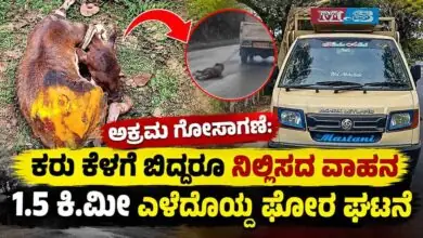 ಅಕ್ರಮ ಗೋಸಾಗಣೆ: ಕರು ಕೆಳಗೆ ಬಿದ್ದರೂ ನಿಲ್ಲಿಸದ ವಾಹನ, 1.5 ಕಿ.ಮೀ ಎಳೆದೊಯ್ದ ಘೋರ ಘಟನೆ