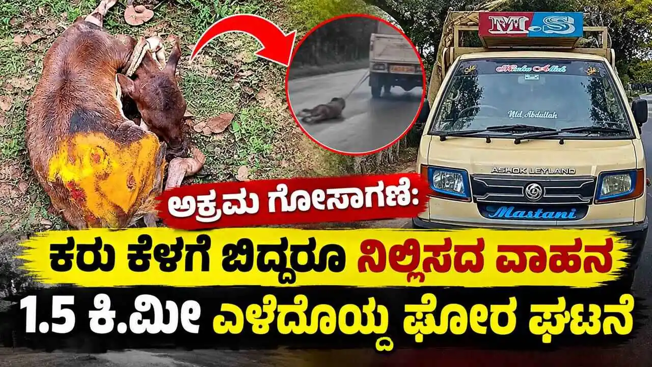 ಅಕ್ರಮ ಗೋಸಾಗಣೆ: ಕರು ಕೆಳಗೆ ಬಿದ್ದರೂ ನಿಲ್ಲಿಸದ ವಾಹನ, 1.5 ಕಿ.ಮೀ ಎಳೆದೊಯ್ದ ಘೋರ ಘಟನೆ