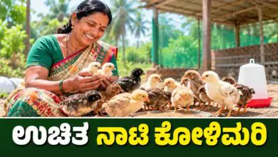 ರೈತ ಮಹಿಳೆಯರಿಗೆ ಉಚಿತ ನಾಟಿ ಕೋಳಿಮರಿ ವಿತರಣೆ; ಅಕ್ಟೋಬರ್ 31ರೊಳಗೆ ಅರ್ಜಿ ಸಲ್ಲಿಸಿ
