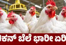 ನಾನ್ ವೆಜ್ ಪ್ರಿಯರೇ, ಹಬ್ಬದ ಸೀಸನ್ ಎಫೆಕ್ಟ್! ಕೋಳಿ ಮಾಂಸದ ಬೆಲೆ ಭಾರೀ ಏರಿಕೆ