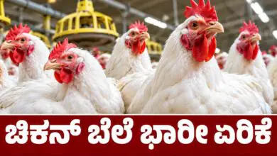 ನಾನ್ ವೆಜ್ ಪ್ರಿಯರೇ, ಹಬ್ಬದ ಸೀಸನ್ ಎಫೆಕ್ಟ್! ಕೋಳಿ ಮಾಂಸದ ಬೆಲೆ ಭಾರೀ ಏರಿಕೆ