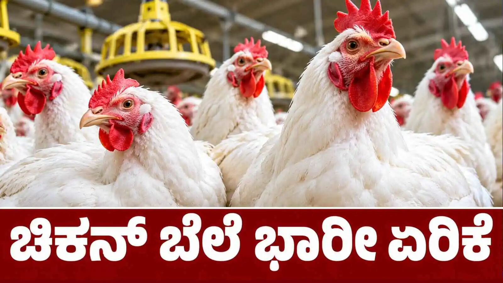 ನಾನ್ ವೆಜ್ ಪ್ರಿಯರೇ, ಹಬ್ಬದ ಸೀಸನ್ ಎಫೆಕ್ಟ್! ಕೋಳಿ ಮಾಂಸದ ಬೆಲೆ ಭಾರೀ ಏರಿಕೆ
