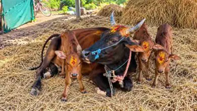 ಒಂದೇ ಬಾರಿಗೆ ಮೂರು ಹೆಣ್ಣು ಕರುಗಳಿಗೆ ಜನ್ಮ ನೀಡಿದ ಹಸು; ಅಪರೂಪದ ಘಟನೆ
