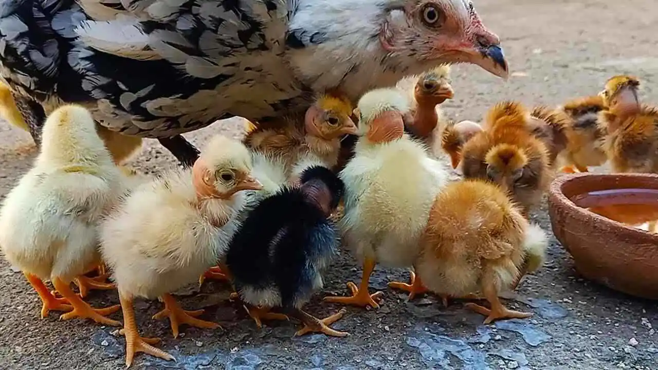 Desi Chicks Farming