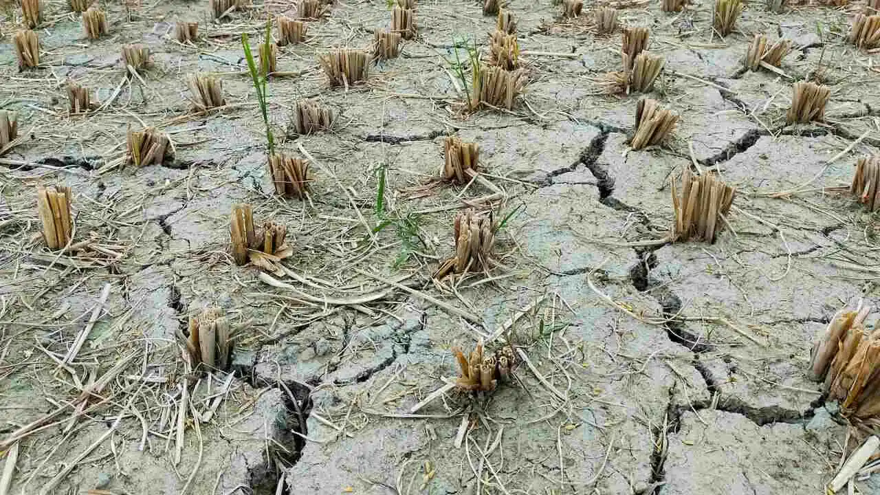 Drought Relief for Farmers