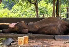 ಶಿವಮೊಗ್ಗ ಸಕ್ರೇಬೈಲು ಆನೆ ಬಿಡಾರದಲ್ಲಿ 32 ವರ್ಷದ ಶೌರ್ಯ ಆನೆ ಸಾವು! ನಿರ್ಲಕ್ಷ್ಯದ ಆರೋಪ