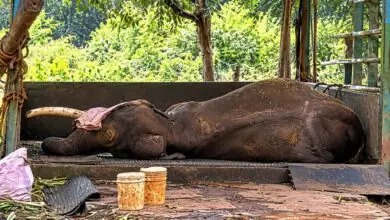 ಶಿವಮೊಗ್ಗ ಸಕ್ರೇಬೈಲು ಆನೆ ಬಿಡಾರದಲ್ಲಿ 32 ವರ್ಷದ ಶೌರ್ಯ ಆನೆ ಸಾವು! ನಿರ್ಲಕ್ಷ್ಯದ ಆರೋಪ