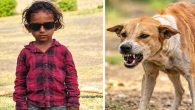 ಕಲಬುರಗಿಯಲ್ಲಿ ಬೀದಿ ನಾಯಿ ದಾಳಿ, ನಾಲ್ಕು ವರ್ಷದ ಬಾಲಕ ಸಾವು