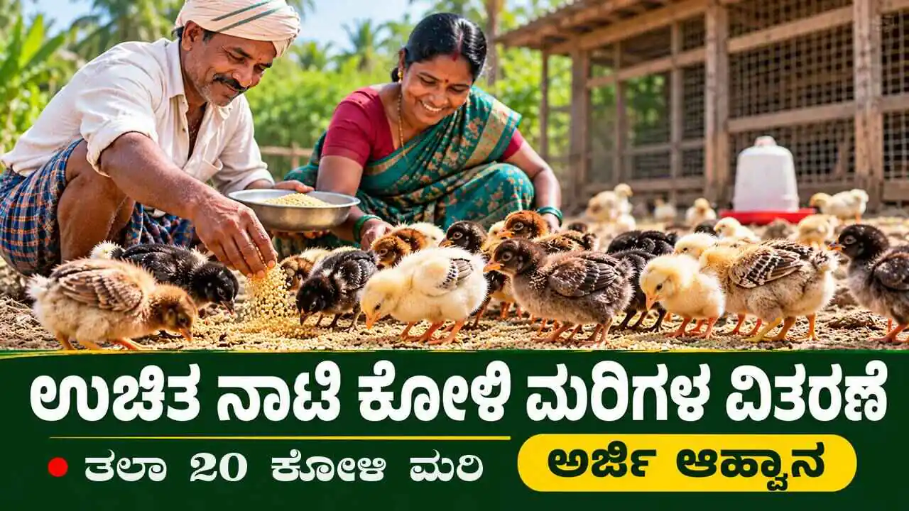 ರೈತರಿಗೆ ಸಿಹಿಸುದ್ದಿ; ಉಚಿತ ನಾಟಿ ಕೋಳಿ ಮರಿಗಳ ವಿತರಣೆಗೆ ಅರ್ಜಿ ಆಹ್ವಾನ! ಭರ್ಜರಿ ಅವಕಾಶ