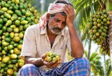 ಅಡಿಕೆ ಬೆಳೆಗಾರರಿಗೆ ನಿರಾಸೆ; ಮಾರುಕಟ್ಟೆಯಲ್ಲಿ ಹಸಿ ಅಡಿಕೆ ಬೆಲೆ ದಿಢೀರ್ ಕುಸಿತ! ರೈತರಿಗೆ ಹೆಚ್ಚಾದ ಆತಂಕ
