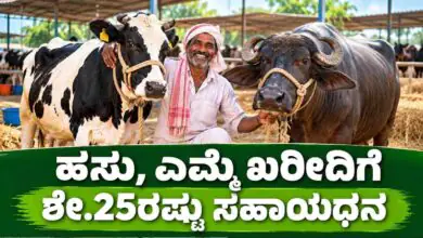 ಹಸು, ಎಮ್ಮೆ ಖರೀದಿಗೆ ಶೇ.25ರಷ್ಟು ಸಹಾಯಧನ! ಹೈನುಗಾರಿಕೆಗೆ ಸರ್ಕಾರದ ಪ್ರೋತ್ಸಾಹ