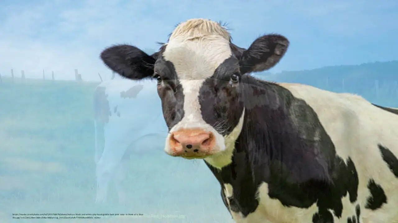 Holstein Cow