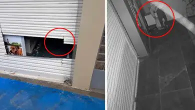 ಬೆಂಗಳೂರು: ಹೊಸಕೋಟೆ ಮೊಬೈಲ್ ಅಂಗಡಿ ಶಟರ್ ಕತ್ತರಿಸಿ ಕಳ್ಳತನ; ಲಕ್ಷಾಂತರ ಮೌಲ್ಯದ ಮೊಬೈಲ್ ಕಳವು
