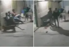 Video: ಜನರ ಕಣ್ಣೆದುರೇ ನಾಯಿಯನ್ನು ಹೊತ್ತೊಯ್ದ ಚಿರತೆ! ಇಲ್ಲಿದೆ ಬೆಚ್ಚಿಬೀಳಿಸುವ ದೃಶ್ಯ