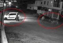 Watch Video: ಕರುವನ್ನು ಕದ್ದೊಯ್ದ ಗೋಕಳ್ಳರು; ಗಾಡಿ ಹಿಂದೆಯೇ ಓಡಿದ ತಾಯಿ ಹಸು