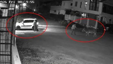 Watch Video: ಕರುವನ್ನು ಕದ್ದೊಯ್ದ ಗೋಕಳ್ಳರು; ಗಾಡಿ ಹಿಂದೆಯೇ ಓಡಿದ ತಾಯಿ ಹಸು