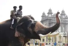 ಮೈಸೂರು ಜಂಬೂಸವಾರಿ: ನಾಳೆ 750 ಕೆ.ಜಿ. ಚಿನ್ನದ ಅಂಬಾರಿ ಹೊರಲಿದ್ದಾನೆ ಪ್ರಶಾಂತ