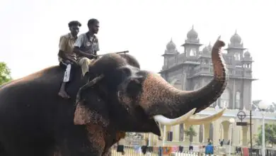ಮೈಸೂರು ಜಂಬೂಸವಾರಿ: ನಾಳೆ 750 ಕೆ.ಜಿ. ಚಿನ್ನದ ಅಂಬಾರಿ ಹೊರಲಿದ್ದಾನೆ ಪ್ರಶಾಂತ