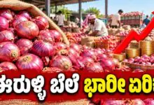 ಇಳುವರಿ ಕುಸಿತ, ಮಾರುಕಟ್ಟೆಗೆ ಪೂರೈಕೆ ಕಡಿಮೆ! ಈರುಳ್ಳಿ ಬೆಲೆ ಭಾರೀ ಏರಿಕೆ
