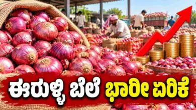 ಇಳುವರಿ ಕುಸಿತ, ಮಾರುಕಟ್ಟೆಗೆ ಪೂರೈಕೆ ಕಡಿಮೆ! ಈರುಳ್ಳಿ ಬೆಲೆ ಭಾರೀ ಏರಿಕೆ