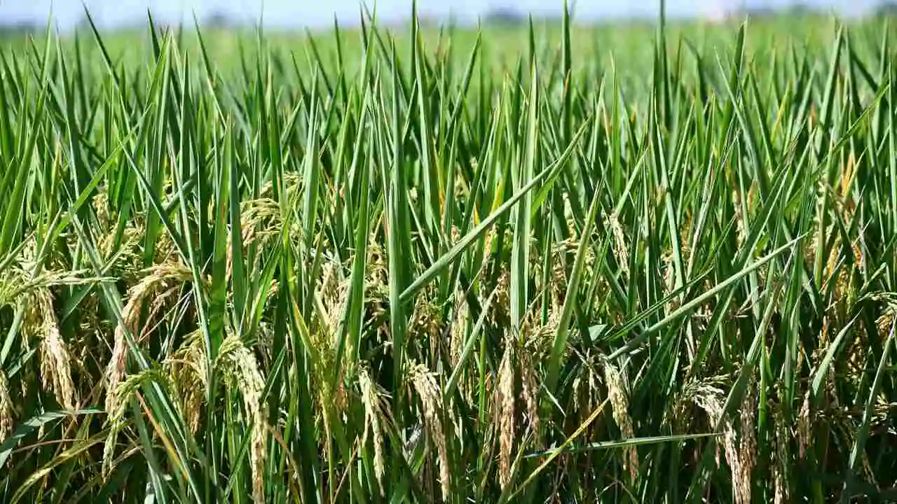 Rice Plant