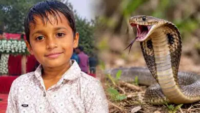 ಮನೆಯ ಮುಂದೆ ಆಟವಾಡುತ್ತಿದ್ದ 7 ವರ್ಷದ ಬಾಲಕನಿಗೆ ಹಾವು ಕಚ್ಚಿ ಸಾವು