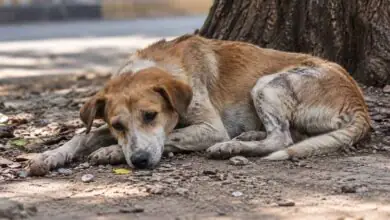 ಬೆಂಗಳೂರು: ಮರಕ್ಕೆ ನೇತುಹಾಕಿ ಹಲ್ಲೆ; ಬೀದಿ ನಾಯಿಗೆ ಕ್ರೂರ ಹಿಂಸೆ ಕೊಟ್ಟು ಹತ್ಯೆ! ಮೂವರು ವಶಕ್ಕೆ