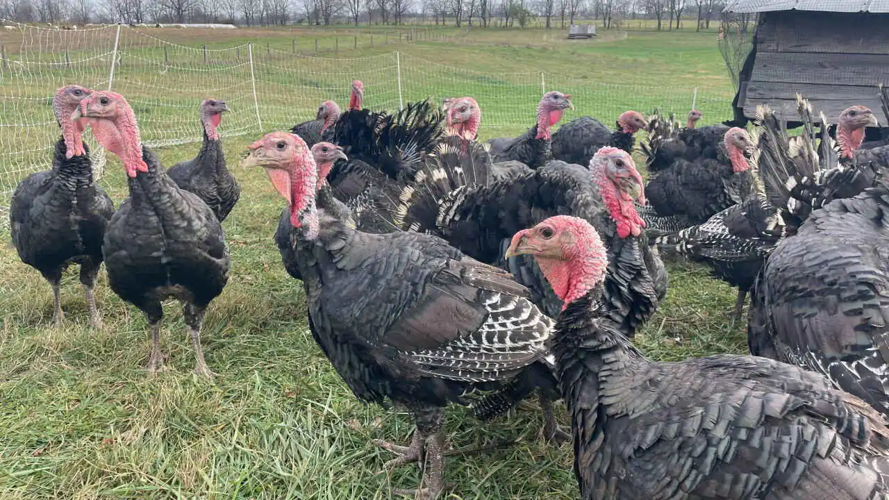 Turkey Farming