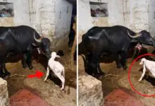 ಎಮ್ಮೆ ಹೊಟ್ಟೆಯಲ್ಲಿ ಬಿಳಿ ಹೋರಿ ಕರು ಜನನ! ಯಾದಗಿರಿ ಗ್ರಾಮದಲ್ಲಿ ಅಚ್ಚರಿ