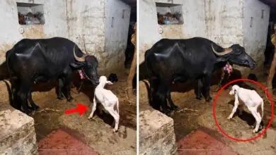 ಎಮ್ಮೆ ಹೊಟ್ಟೆಯಲ್ಲಿ ಬಿಳಿ ಹೋರಿ ಕರು ಜನನ! ಯಾದಗಿರಿ ಗ್ರಾಮದಲ್ಲಿ ಅಚ್ಚರಿ